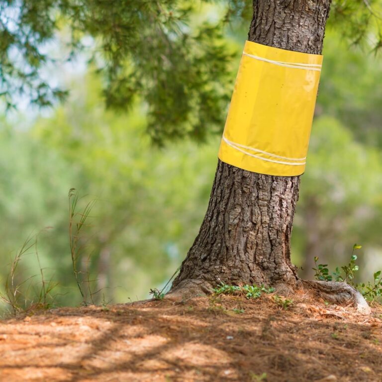 Enhance Your Orchard with the Tree Ring for Fruit Trees