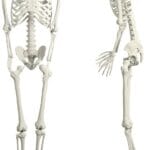 2Pack Skeletons, 5.4Ft Halloween Life Size Skeleton Halloween Decor, Posable Human Skeletons Decorations, Full Size Skeleton with Movable Joints for Halloween Party Outdoor Haunted House Decor