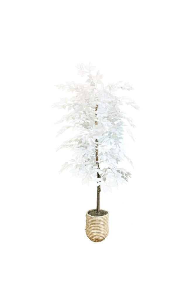 Faux 72" White Ficus in White Handwoven Basket Artificial Plants & Flowers Faux Trees