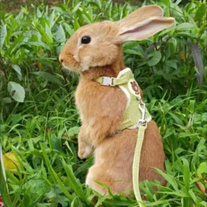 Newest Cute Rabbit Harness & Leash Set , Adjustable Bunny Vest Harness for Outdoor Walking | Pet Accessories for Small Animals