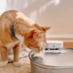 kf Sf574462e12a14dc2836da82470b485a3P