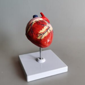 Animal Heart Model