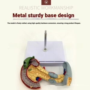 Human Organ Anatomical Model