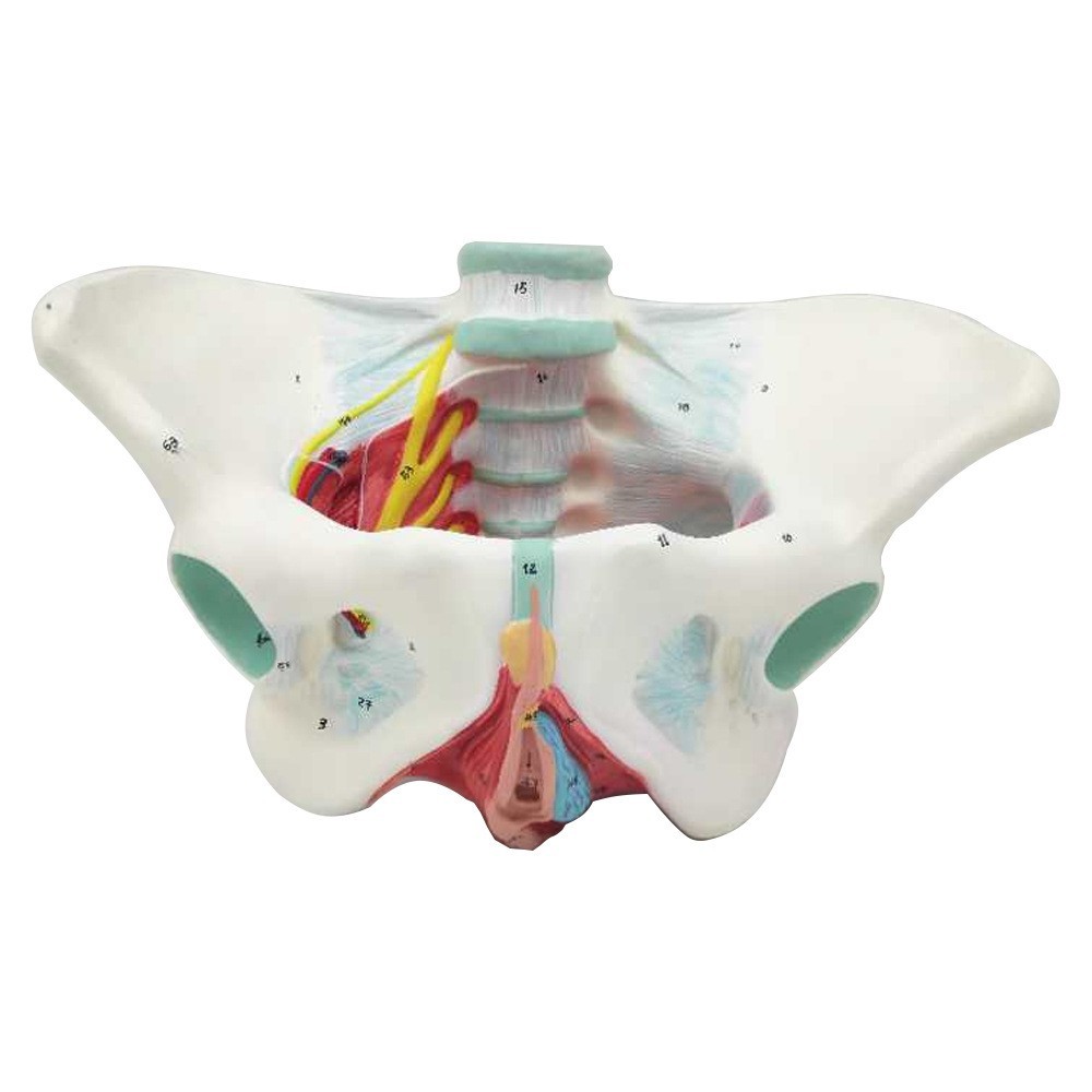 Female Anatomical Model With Pelvic Floor Muscles