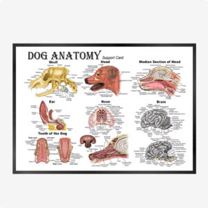 Cat And Dog Health Care Matters Hanging Pictures Veterinary Clinic Pets