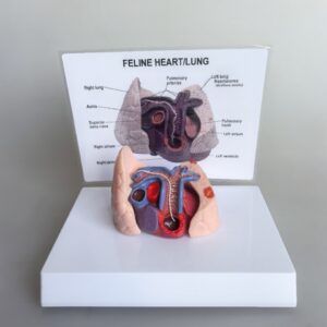 Cat Cardiovascular And Pulmonary Model