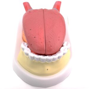 Detachable 4-part Oral Cavity Display Anatomy Teaching Aid