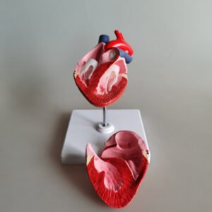 Animal Heart Model