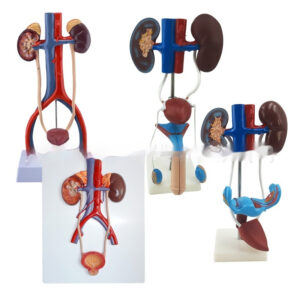 Three-dimensional Human Urinary System Model Ureter Bladder And Urethra Model