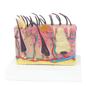 Dog Skin Insect Bite Dog Skin Structure Anatomical Model