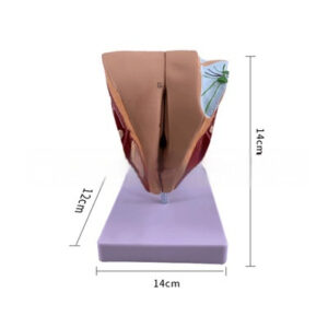 Male Genitourinary Anatomical Model For Teaching