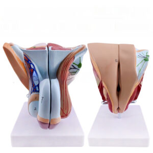 Male Genitourinary Anatomical Model For Teaching