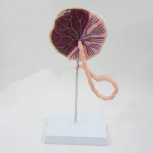 Human Placenta With Umbilical Cord Model