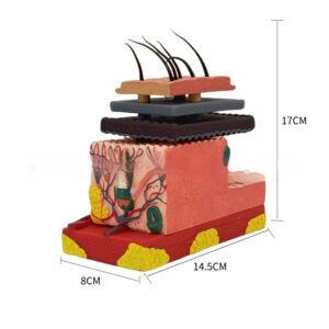 Three-dimensional Human Skin And Hair Follicle Structural Tissue Assembly Skin Layering Model