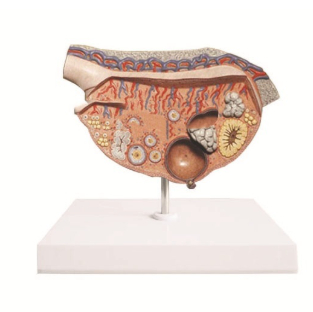 SMD0661 Ovarian Anatomy Model Magnified