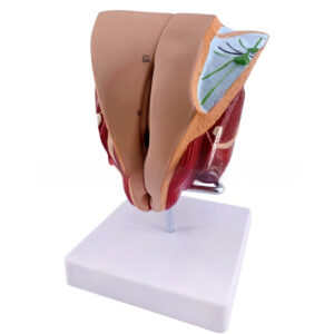 Male Genitourinary Anatomical Model For Teaching