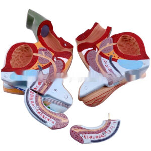 Male Genitourinary Anatomical Model For Teaching