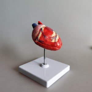 Animal Heart Model