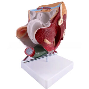Male Genitourinary Anatomical Model For Teaching