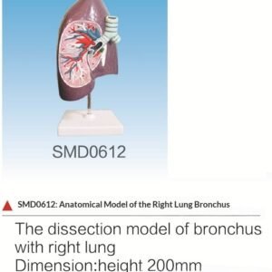 SMD0612 Bronchial Right Lung Anatomical Model