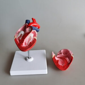 Animal Heart Model