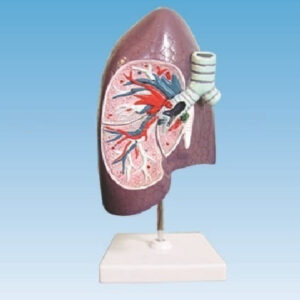 SMD0612 Bronchial Right Lung Anatomical Model
