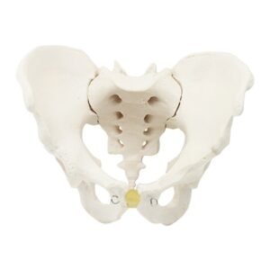 Female Anatomical Model With Pelvic Floor Muscles