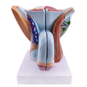 Male Genitourinary Anatomical Model For Teaching