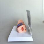 Cat Cardiovascular And Pulmonary Model