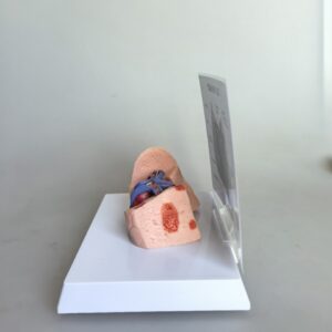 Cat Cardiovascular And Pulmonary Model