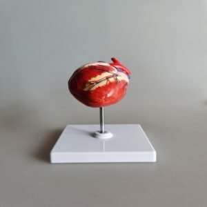 Animal Heart Model