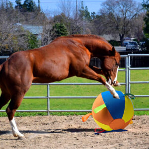 Complete Set Of Golden Retriever Chew-resistant Balls For Entertainment