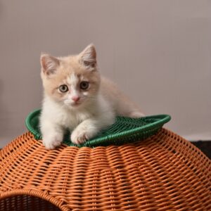 All-Season Woven Rattan Cat Bed Washable