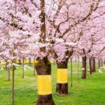 Tree Ring For Fruit Trees, 25 Cm × 3 M, Suitable For Apple And Cherry Trees