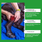 Dog Glucosamine Hip Joint Chews, Chondroitin Joint Support Supplements For All Breeds, Chicken Flavor Soft Chews To Relieve Joint Pain & Boost Mobility