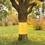 Tree Ring For Fruit Trees, 25 Cm × 3 M, Suitable For Apple And Cherry Trees